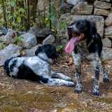 La responsabile, accompagnata dai suoi giocosi cagnolini, ci guida nel rigoglioso giardino circostante...